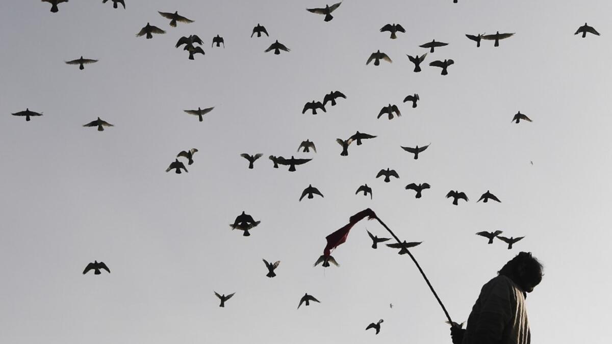 In this photograph taken on February 3, 2019, a keeper tends his pigeons on the roof of his house in the old quarters of New Delhi. Pigeon flying, locally known as Kabootar Bazi, is a popular hobby among people living in the old quarters of the capital city. Sajjad HUSSAIN / AFP