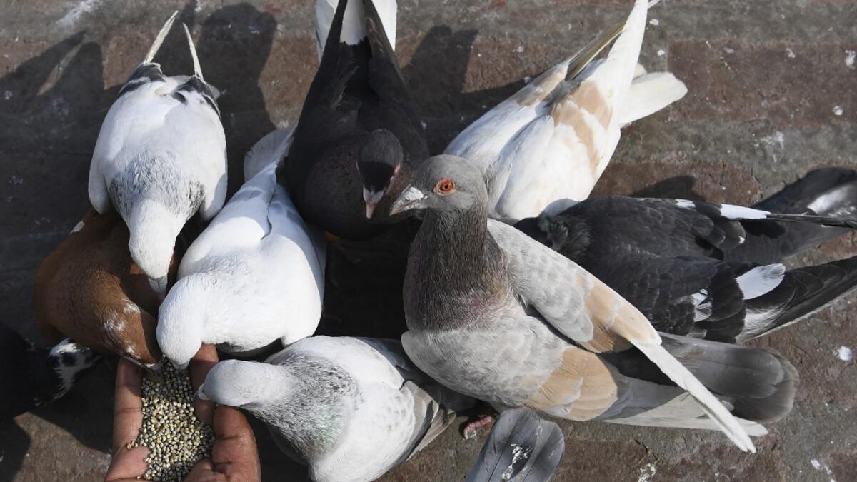 In this photograph taken on February 3, 2019, a keeper feeds his pigeons on the roof of his house in the old quarters of New Delhi. Pigeon flying, locally known as Kabootar Bazi, is a popular hobby among people living in the old quarters of the capital city. Sajjad HUSSAIN / AFP