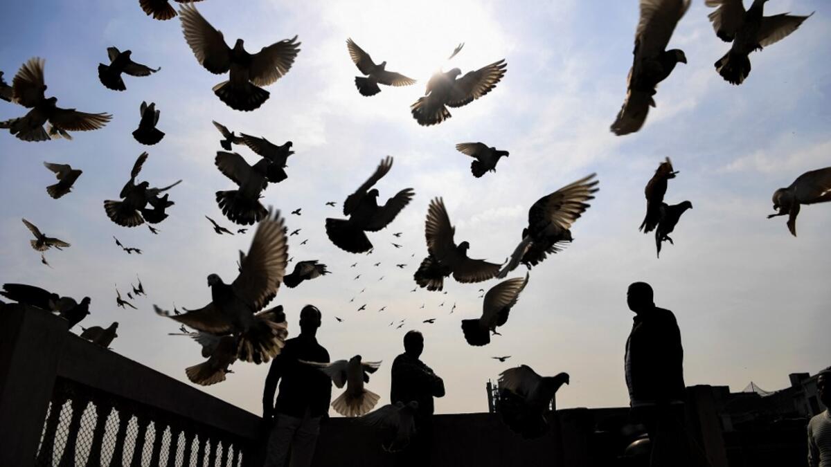 In this photograph taken on February 3, 2019, a keeper (R) tends his pigeons on the roof of his house in the old quarters of New Delhi. Pigeon flying, locally known as Kabootar Bazi, is a popular hobby among people living in the old quarters of the capital city. Sajjad HUSSAIN / AFP