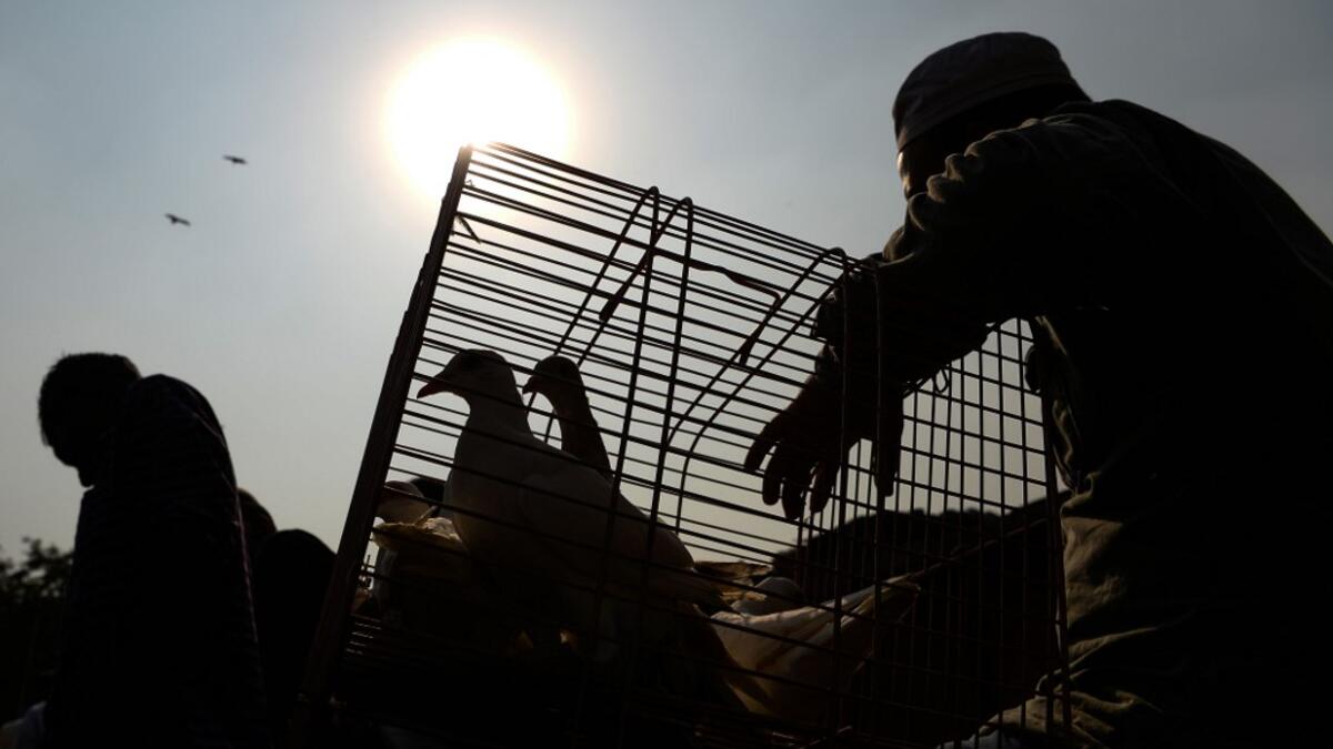 In this photograph taken on December 2, 2018, a vendor selling pigeons wait for customers at a market in the old quarters of New Delhi. Pigeon flying, locally known as Kabootar Bazi, is a popular hobby among people living in the old quarters of the capital city. Sajjad HUSSAIN / AFP