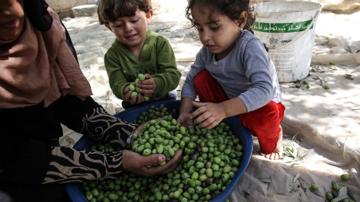 A Palestinian woman and children hold hand full of olives during harvest season at an olive grove in Khan Yunis in the southern Gaza Strip on October 6, 2019. SAID KHATIB / AFP