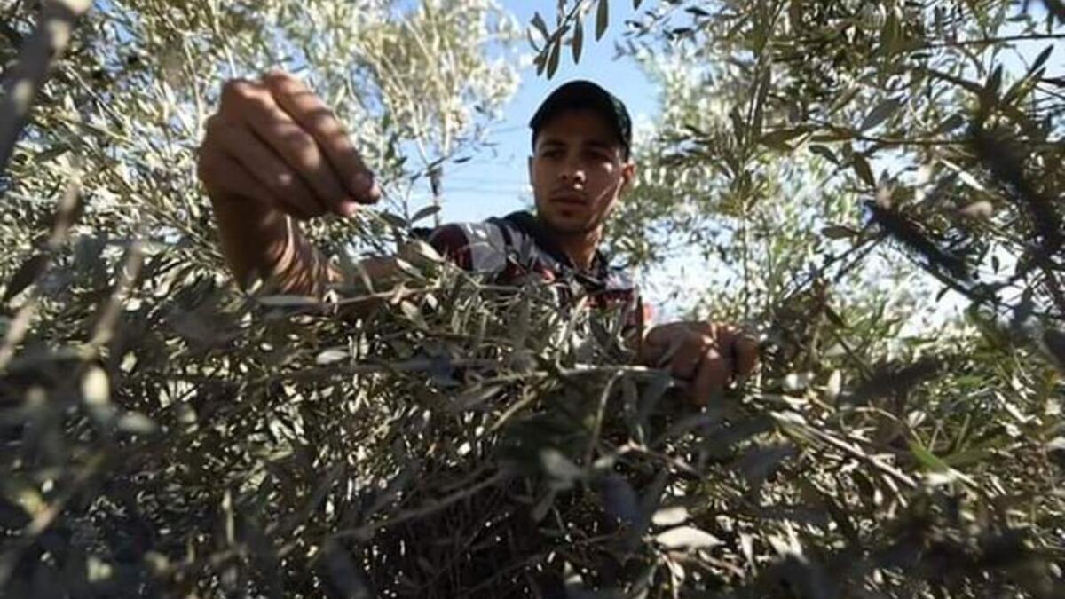 Palestinian farmers picking olives in Gaza as the olive harvest season starts in Palestine (Twitter)