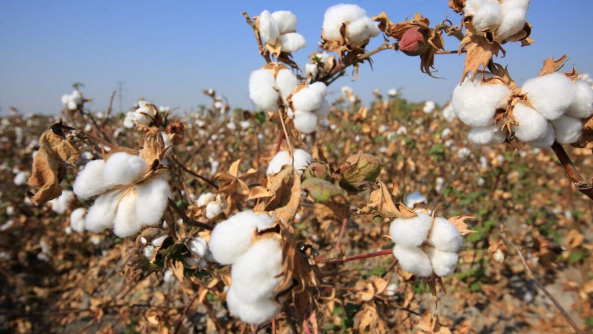 A picture taken on October 24, 2019 shows a cotton plantations outside Tashkent. A small revolution is taking shape in Uzbekistan: the State wants to eradicate forced labour in its cotton industry, after having, for decades, forced hundreds of thousands of Uzbeks to work during the harvest. Yuriy Korsuntsev / AFP