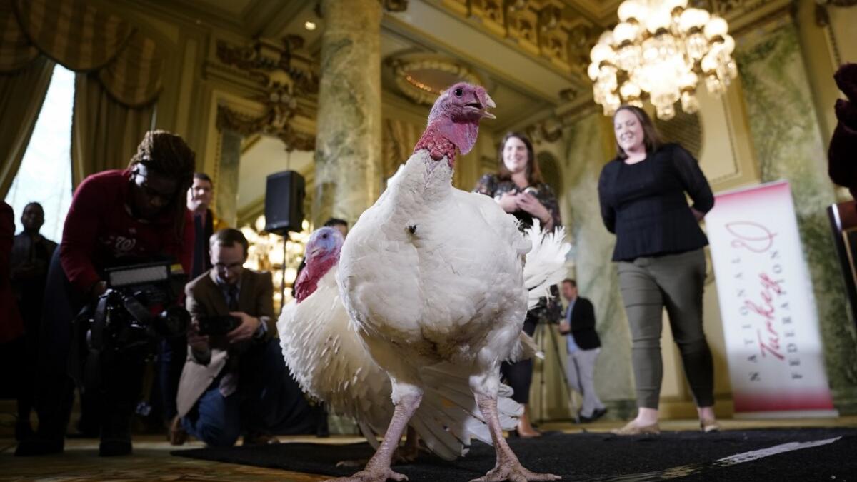 Bread and Butter, the National Thanksgiving Turkey and its alternate, are shown to members of the media during a press conference held by the National Turkey Federation November 25, 2019 at the Willard Hotel in Washington, DC. AFP