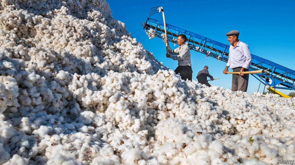Uzbekistan’s cotton fields (Twitter)