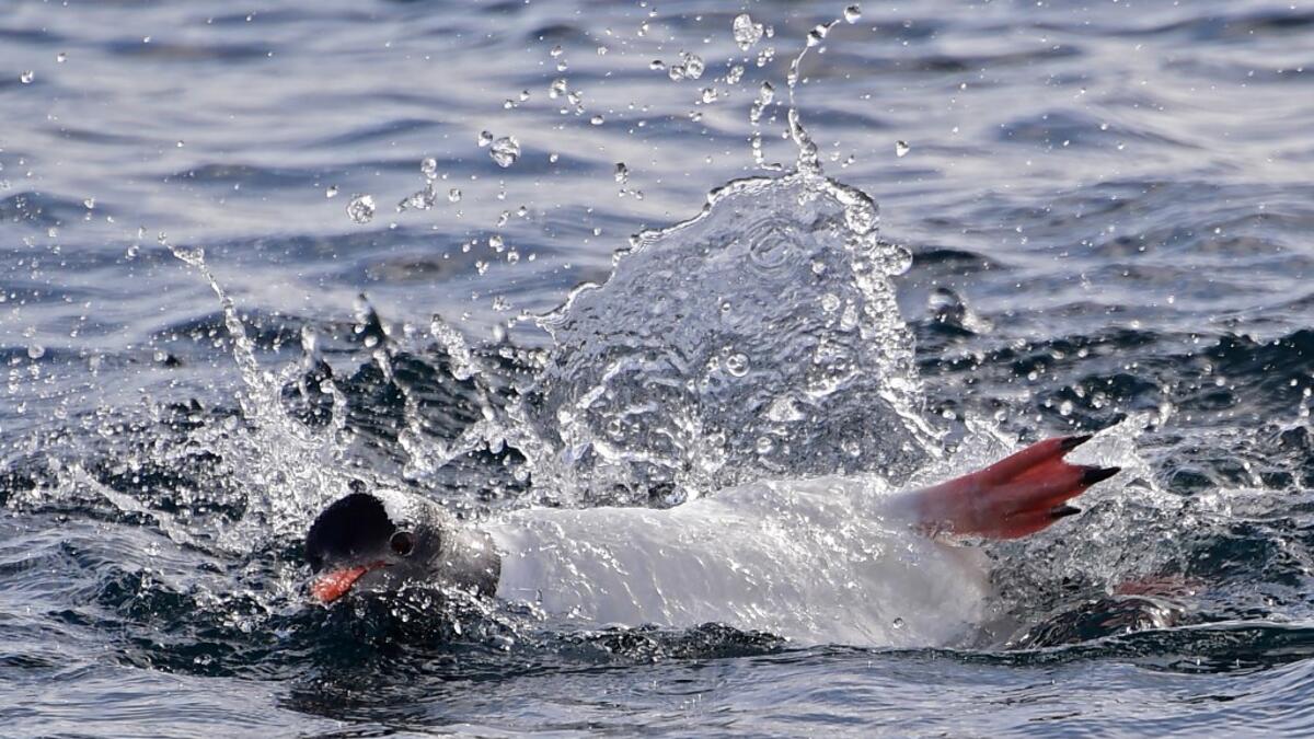 A Gentoo penguin (Pygoscelis Papua) swims on Half Moon island, Antarctica on November 09, 2019. Johan ORDONEZ / AFP