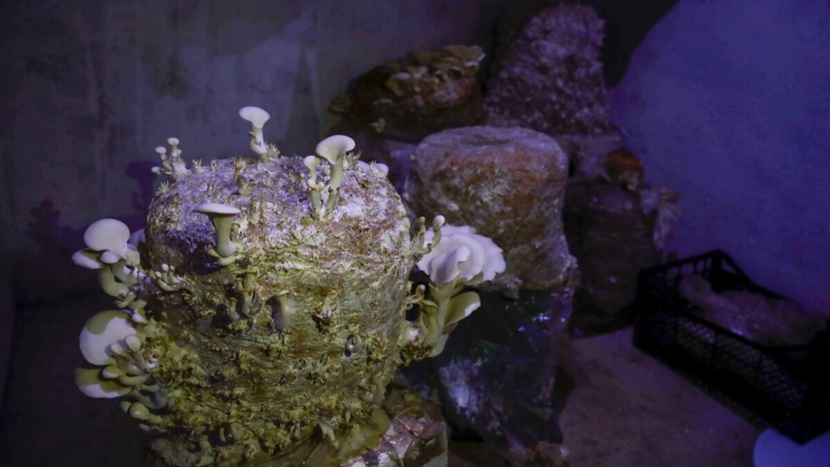 Mushrooms are pictured in a dark room at a camp in a town called Haarem in the northwestern province of Idlib on November 29, 2019. Mushrooms are commonly viewed as an alternative to meat in dishes, although they are different in nutritional value. Aaref WATAD / AFP