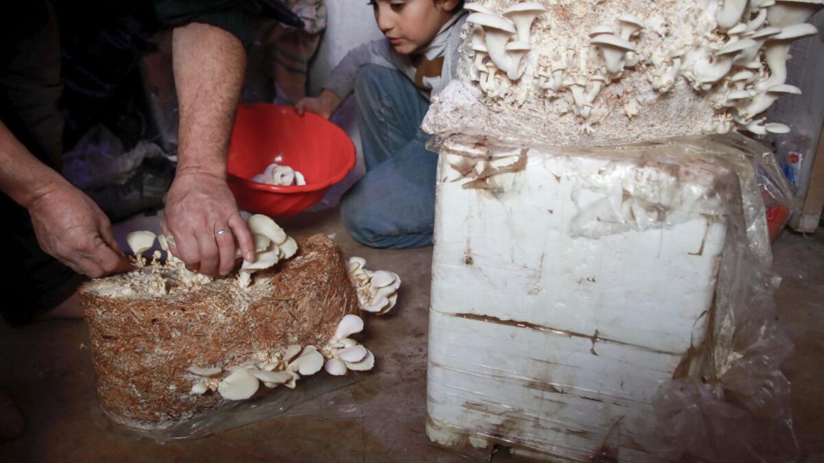 Nasrallah (L) and his son Saeed pick out ripe mushrooms in a dark room at a camp in a town called Haarem in the northwestern province of Idlib on November 29, 2019. Aaref WATAD / AFP