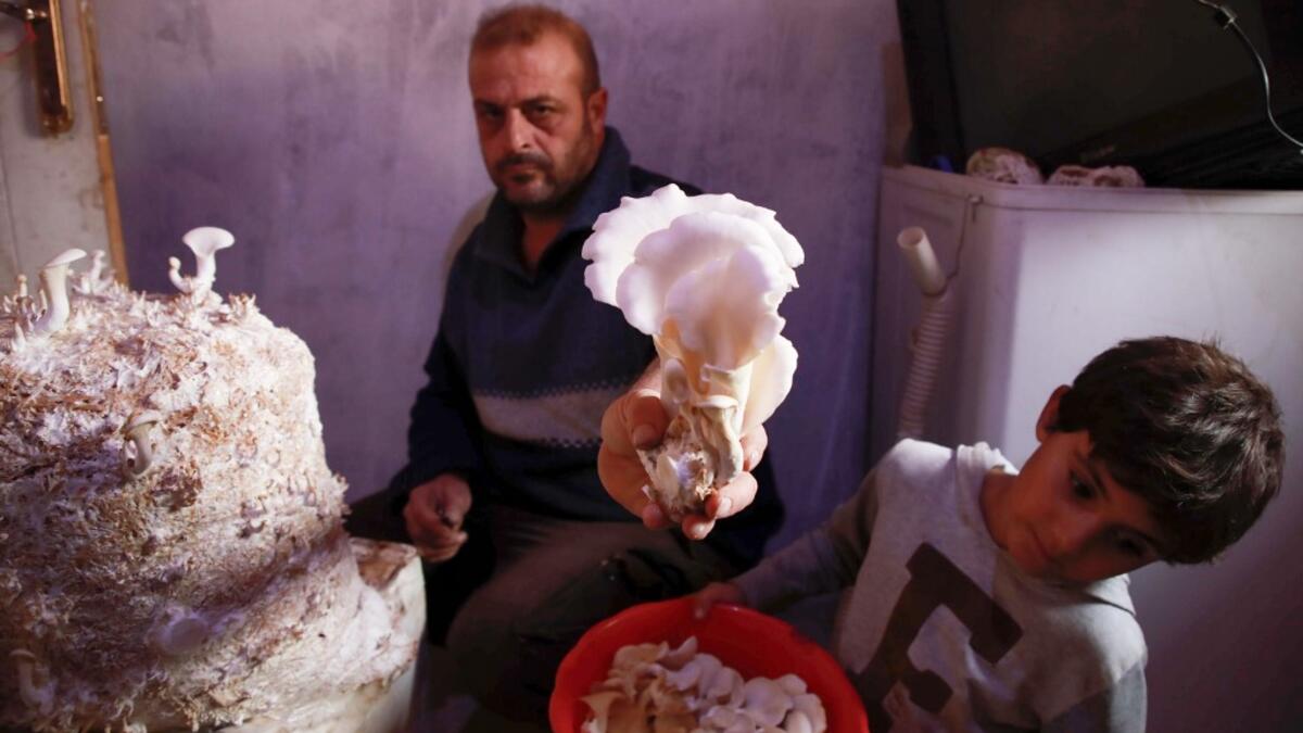 Nasrallah (L) and his son Saeed pick out ripe mushrooms in a dark room at a camp in a town called Haarem in the northwestern province of Idlib on November 29, 2019. Mushrooms are commonly viewed as an alternative to meat in dishes, although they are different in nutritional value. Aaref WATAD / AFP