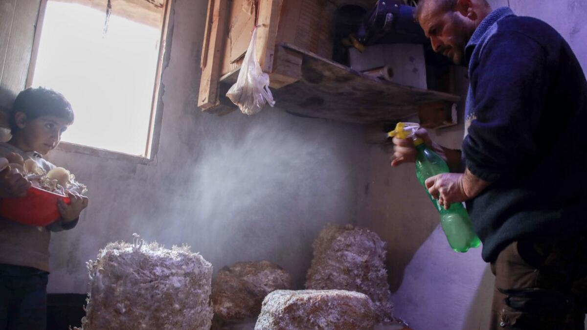 Nasrallah (R) sprays mushrooms with water as his son Saeed watches in a dark room at a camp in a town called Haarem in the northwestern province of Idlib on November 29, 2019.