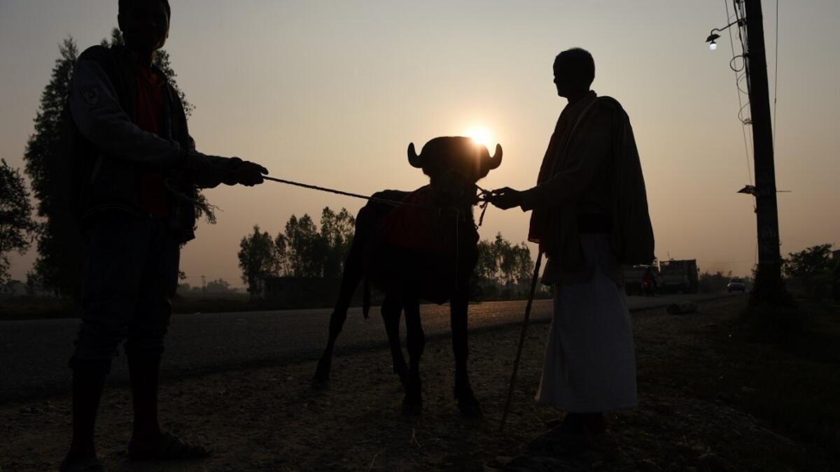 Hindu devotees lead a buffalo along a road towards Gadhimai Festival near Bariyarpur on December 1, 2019. PRAKASH MATHEMA / AFP