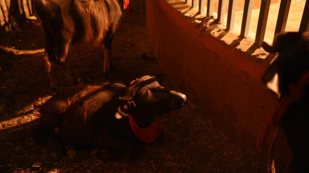 Buffalos lie down inside the sacrifice enclosure ahead of the Gadhimai festival in Bariyarpur, 160 km south of the capital Kathmandu, on December 1, 2019. PRAKASH MATHEMA / AFP
