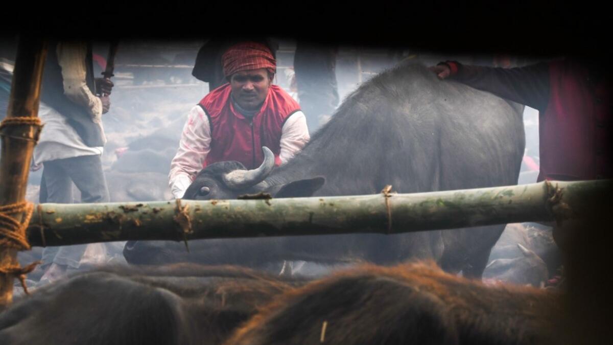 A Hindu devotee prepares to slaughter a buffalo as an offering during the Gadhimai Festival in Bariyarpur on December 3, 2019. Thousands of Hindu devotees gathered in southern Nepal for a festival believed to be the world's biggest ritual animal slaughter, despite court orders and calls by animal activists to end the event. The sacrifices take place every five years in Bariyarpur village close to the Indian border, in honour of the Hindu goddess of power. Prakash MATHEMA / AFP