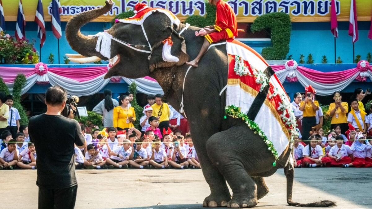 An elephants dressed in a Santa Claus costume performs during a gift presentation to schoolchildren during Christmas celebrations in Ayutthaya on December 23, 2019. Wearing red and white hats and a string of bells, Thai elephants passed out Christmas gifts to hundreds of schoolchildren on Monday despite growing criticism over using the animals in performances. The annual festive event is organised by a nearby elephant park, whose mahouts or handlers started in the early morning dressing the animals. Thailan