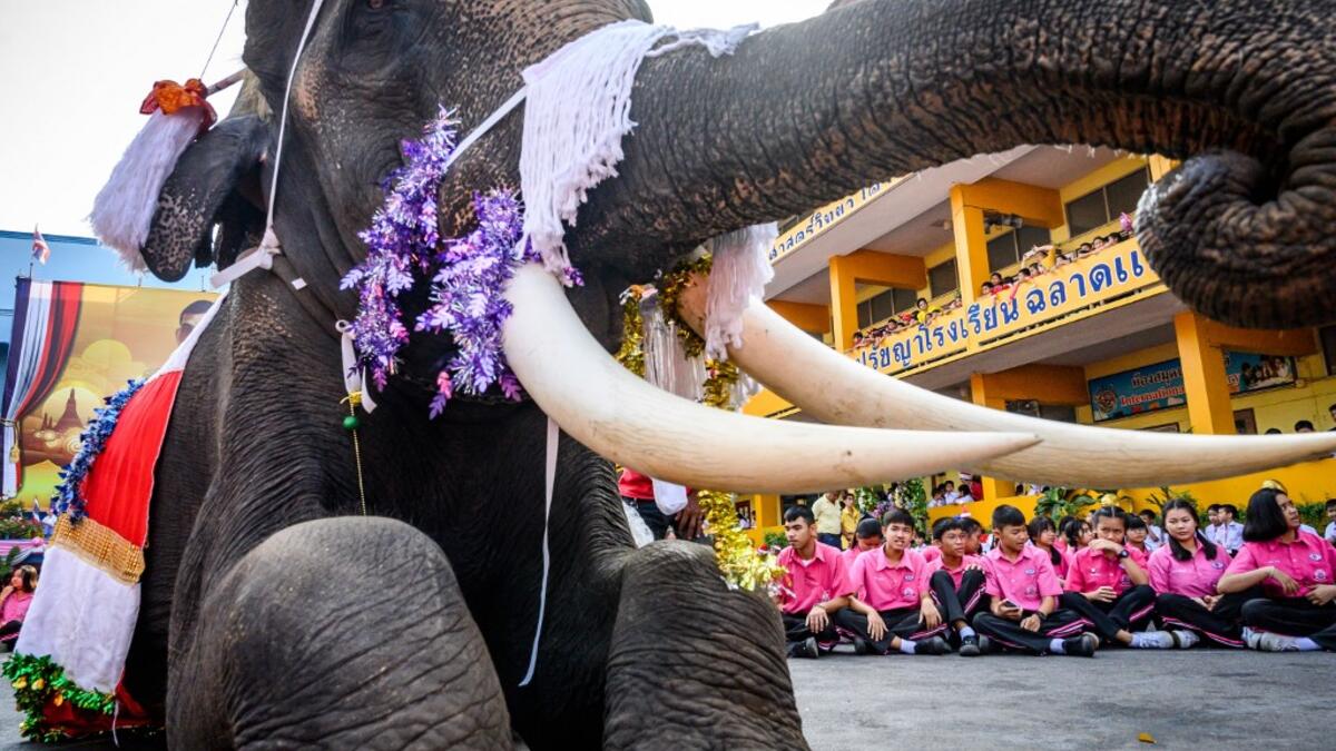 An elephant dressed in a Santa Claus costume performs during a gift presentation to schoolchildren during Christmas celebrations in Ayutthaya on December 23, 2019. Wearing red and white hats and a string of bells, Thai elephants passed out Christmas gifts to hundreds of schoolchildren on Monday despite growing criticism over using the animals in performances. The annual festive event is organised by a nearby elephant park, whose mahouts or handlers started in the early morning dressing the animals. Thailand