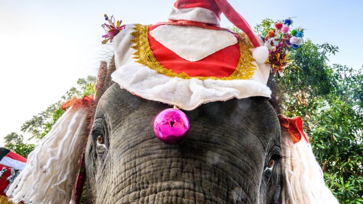 An elephant dressed in a Santa Claus costume is seen before a gift presentation to schoolchildren during Christmas celebrations in Ayutthaya on December 23, 2019. Wearing red and white hats and a string of bells, Thai elephants passed out Christmas gifts to hundreds of schoolchildren on Monday despite growing criticism over using the animals in performances. The annual festive event is organised by a nearby elephant park, whose mahouts or handlers started in the early morning dressing the animals. Thailand