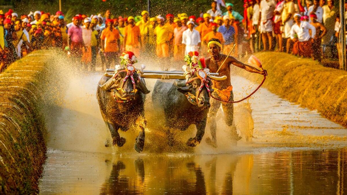 In this photo taken on January 31, 2020, Srinivas Gowda, 28, hailing from the Dakshina Kannada district runs alongside his buffalos during 'Kambala', the traditional buffalo racing event, held at Aikala village in Dakshina Kannada district about 30 kms from Mangalore. Indian sports authorities will hold trials for a buffalo jockey dubbed as "Usain Bolt" on social media for his speed after he set a record in a traditional race, officials said February 15. Rathan Barady / AFP