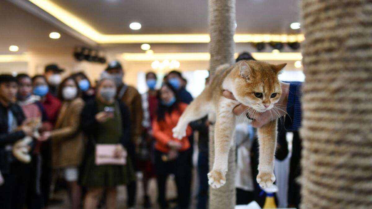 A judge holds a cat during Vietnam's first national cat show in Hanoi on February 16, 2020 amid concerns of the COVID-19 coronavirus outbreak. Manan VATSYAYANA / AFP