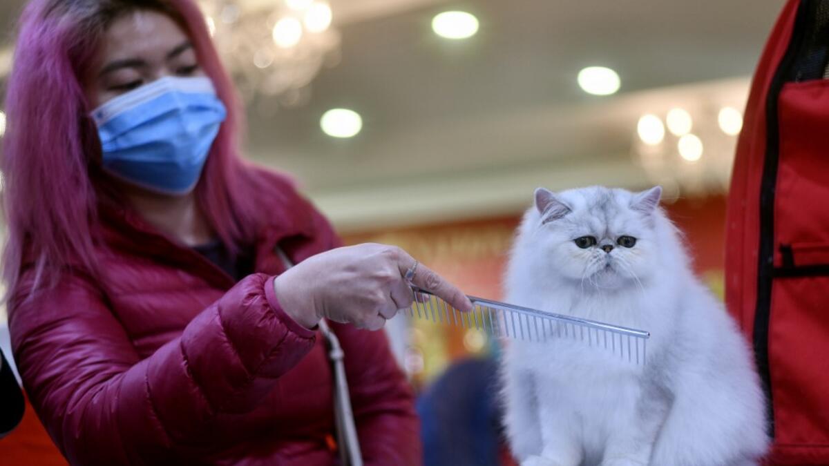 A participant wearing a protective facemask combs her cat Winter Sonata, a Persian breed during Vietnam's first national cat show in Hanoi on February 16, 2020. amid concerns of the COVID-19 coronavirus outbreak. Manan VATSYAYANA / AFP