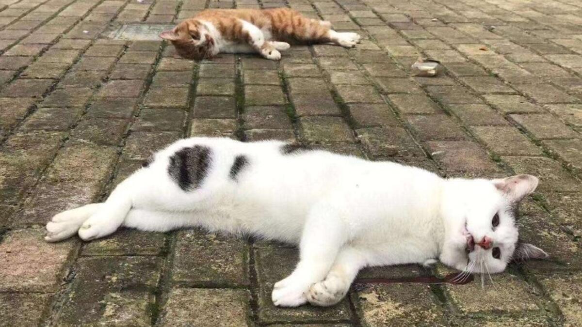 جميعنا سمع بأن الحيوانات الأليفة هي السبب في انتشار المرض، ولكن منظمة الصحة العالمية نفت هذه الأنباء لعدم وجود دليل على ذلك.