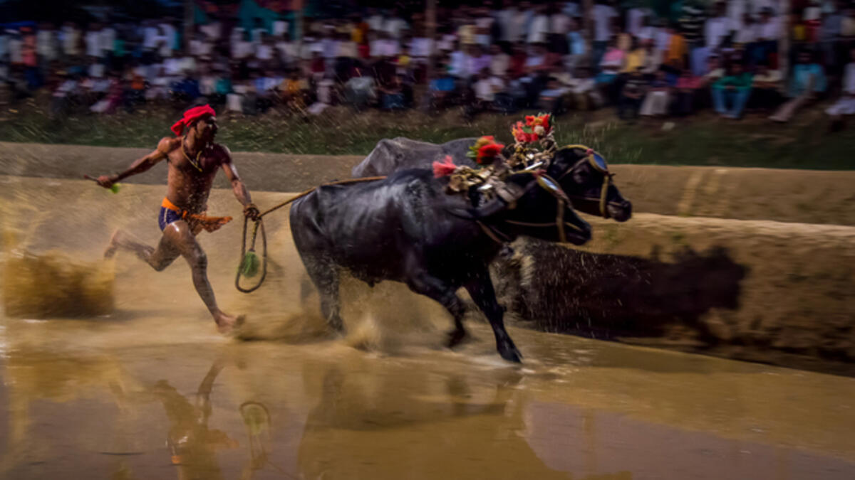 Kambala is a traditional buffalo racing event held annually between Nov and Mar at various towns and villages along coastal Karnataka, India. Clicked on 28-Jan-2012 at Katpadi, India.  (Shutterstock)