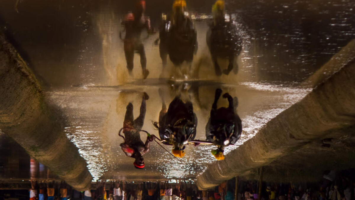 Kambala is a traditional buffalo racing event held annually between Nov and Mar at various towns and villages along coastal Karnataka, India. Clicked on 28-Jan-2012 at Katpadi, India. (Shutterstock))