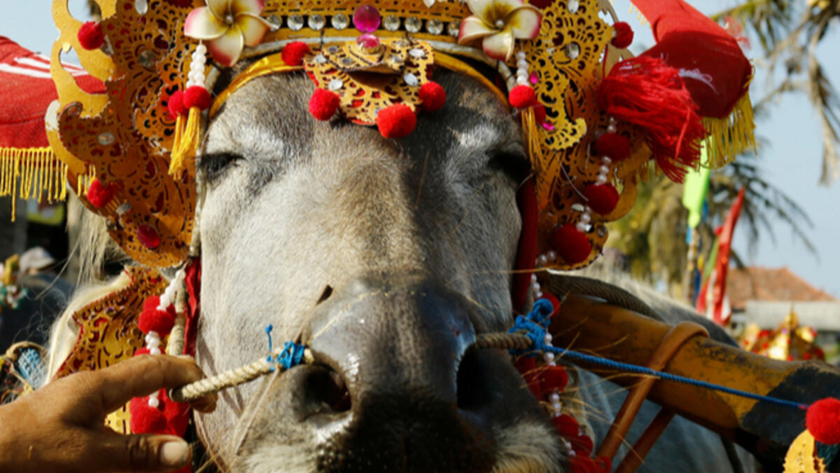 buffalo with traditional ornament in bali during buffalo race festival. (Shutterstock)