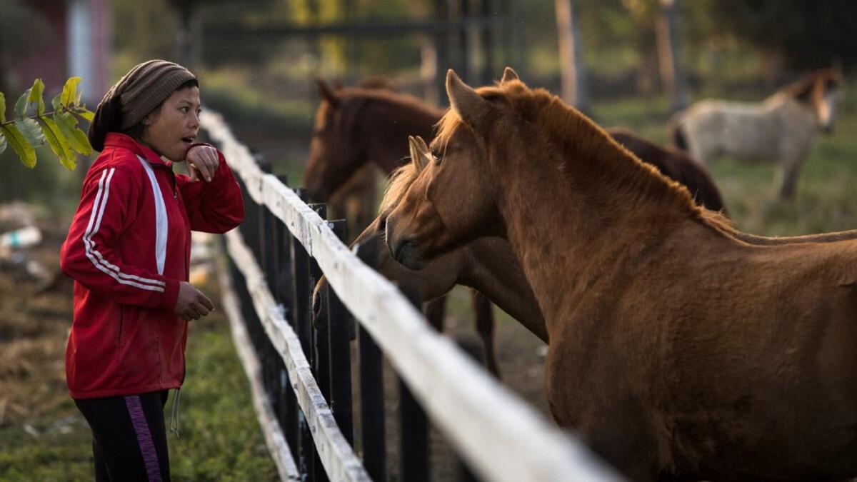 In this photograph taken on January 6, 2020, polo player Shanglenmayum Sangeet feeds Manipuri ponies at the Thangmeiband Polo Ground in Imphal, the capital of the northeastern Indian state of Manipur. Laishram Thadoi's face is a picture of concentration as she adjusts her helmet and prepares to play in Manipur, the remote Indian state regarded as the birthplace of modern polo. Xavier GALIANA / AFP