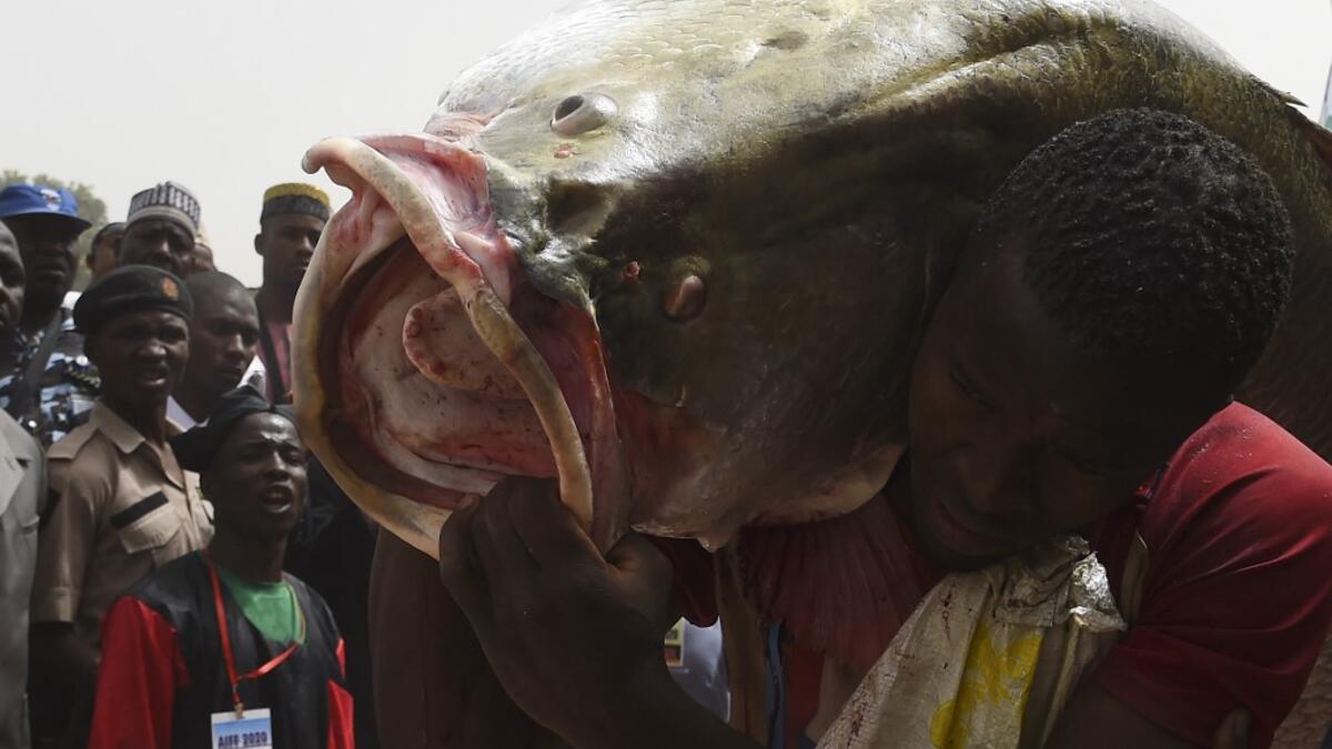 A fishermen carries a big fish caught at the revived Argungu fishing and cultural festival at Argungu Town, Kebbi State in northwest Nigeria, on March 14, 2020. Argungu fishing and cultural festival is one of the oldest and most widely attended festivals in the country dating back many generations, featuring series of water competitions and traditional games. The festival returned after 10 years suspension due to insecurity in northwest Nigeria. PIUS UTOMI EKPEI / AFP