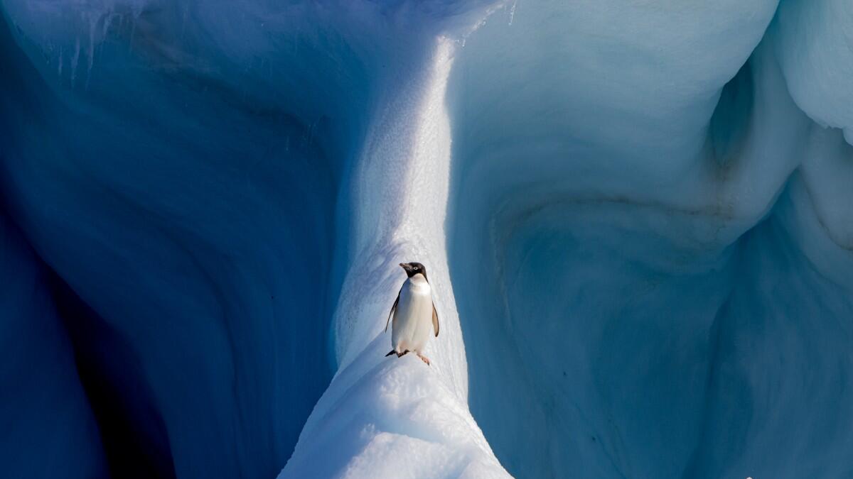 صورة بعنوان (البطريق على جبل جليد) للمصوّر Conor Ryan: تظهر بطريق يسير في طريق محفوف بالمخاطر ومهدد بالسقوط إذا فقد توازنه وتم تصويرها قبالة جزيرة ديفيل بأنتاركتيكا.