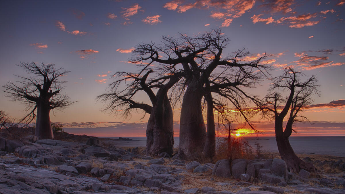 Sunrise with Baobab trees in foreground at LeKubu island, Botswana (Shutterstock)