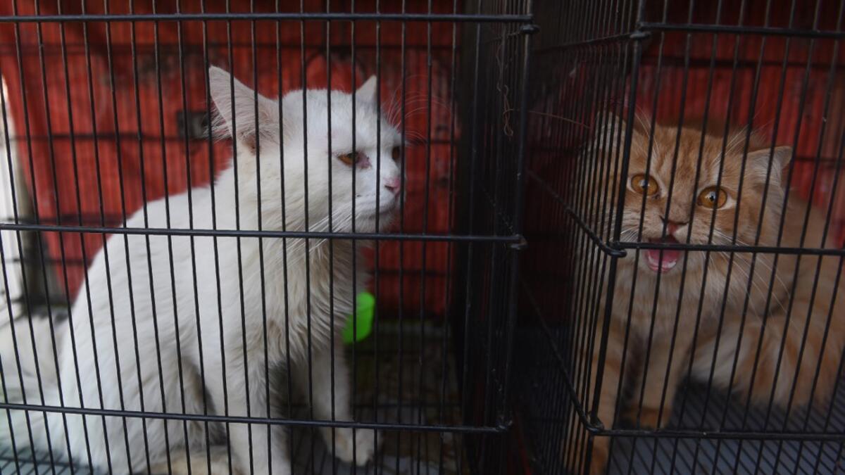 imals still alive in the corner of Karachi's sprawling Empress Market where pets are sold were rescued only after activists appealed to the authorities for access. Asif HASSAN / AFP