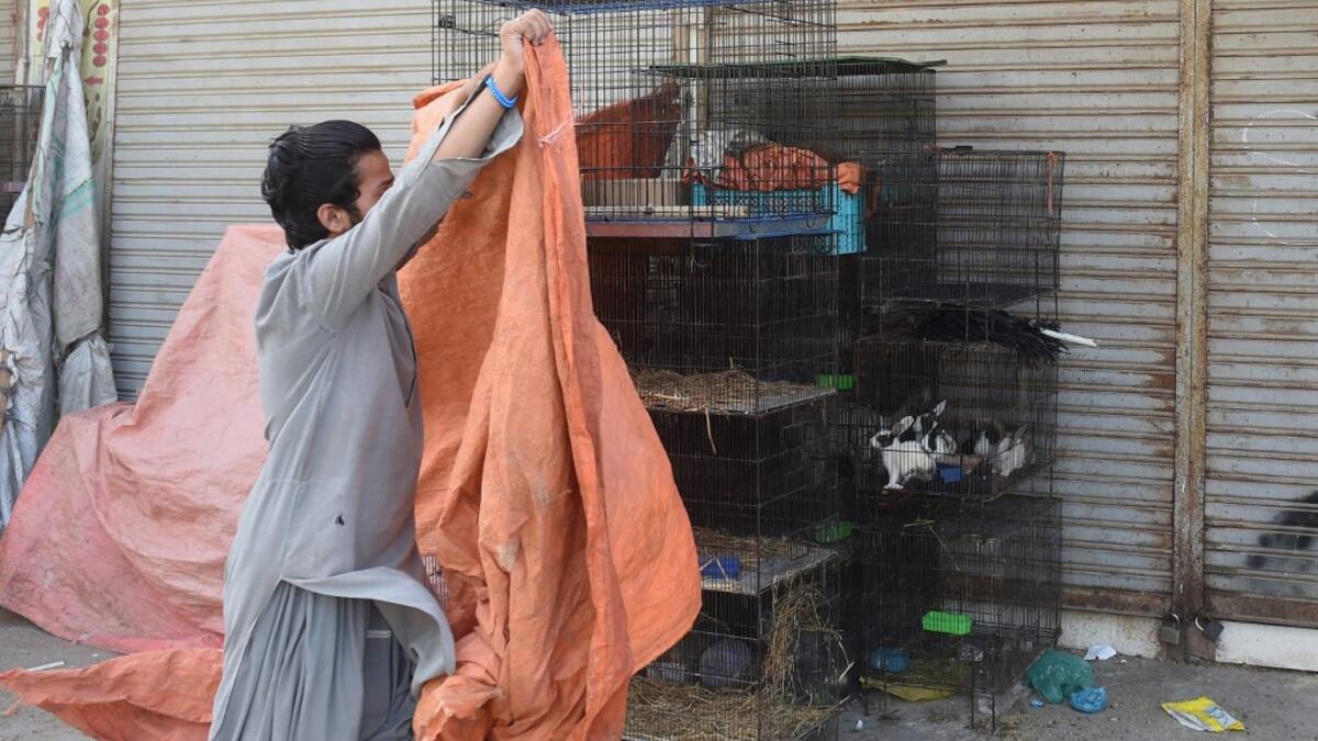 Abandoned when Pakistan's largest cities went into lockdown, hundreds of caged cats, dogs and rabbits have been found dead inside pet markets hurriedly shuttered as the coronavirus spread. Animals still alive in the corner of Karachi's sprawling Empress Market where pets are sold were rescued only after activists appealed to the authorities for access. Asif HASSAN / AFP