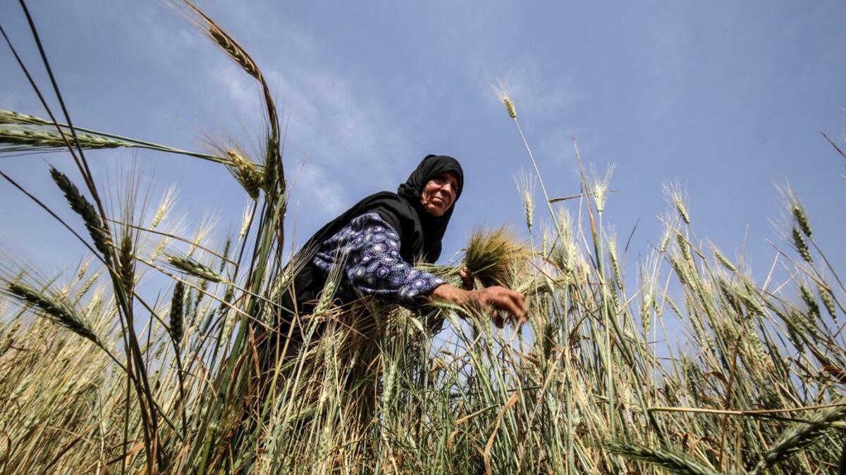 A Palestinian woman harvests wheat stalks in a field in Khan Yunis in the southern Gaza Strip on April 22, 2020, before being prepared to be used in a soup during the Muslim holy month of Ramadan which begins later in the week. From cancelled iftar (fast breaking) feasts to suspended mosque prayers, Muslims across the Middle East are bracing for a bleak month of Ramadan fasting as the threat of the COVID-19 pandemic lingers. The holy Muslims fasting month of Ramadan is a period for both self-reflection and