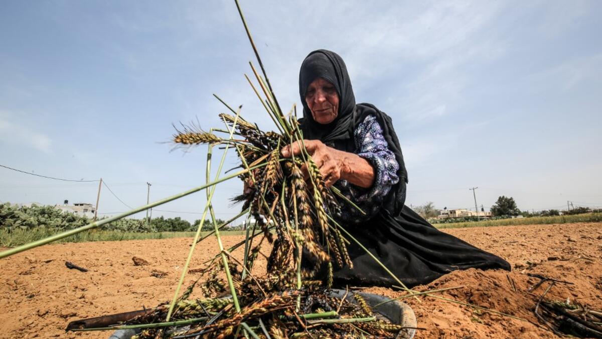 A Palestinian woman lightly roasts wheat harvested before maturity (freekeh) in Khan Yunis in the southern Gaza Strip on April 22, 2020, before being prepared to be used in a soup during the Muslim holy month of Ramadan which begins later in the week. From cancelled iftar (fast breaking) feasts to suspended mosque prayers, Muslims across the Middle East are bracing for a bleak month of Ramadan fasting as the threat of the COVID-19 pandemic lingers. The holy Muslims fasting month of Ramadan is a period for b
