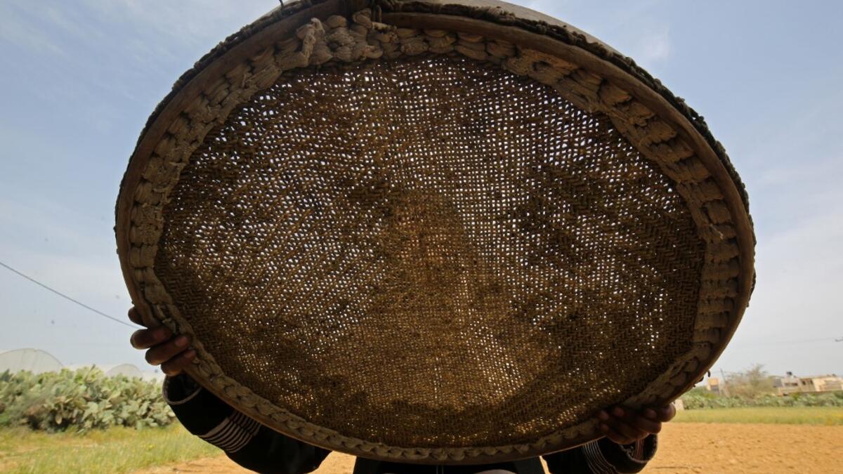 A Palestinian woman sifts lightly roasted wheat, harvested before maturity (freekeh), in Khan Yunis in the southern Gaza Strip on April 22, 2020, before being prepared to be used in a soup during the Muslim holy month of Ramadan which begins later in the week. From cancelled iftar (fast breaking) feasts to suspended mosque prayers, Muslims across the Middle East are bracing for a bleak month of Ramadan fasting as the threat of the COVID-19 pandemic lingers. The holy Muslims fasting month of Ramadan is a per