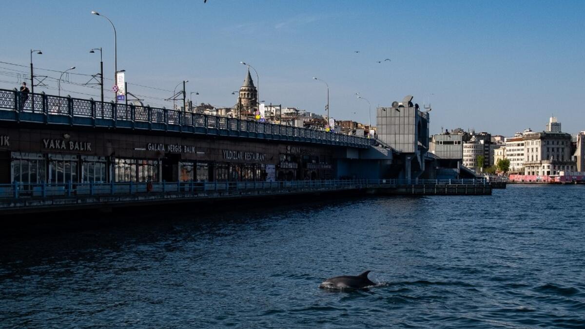 A dolphin swims in the Bosphorus by Galata tower, where sea traffic has nearly come to a halt on April 26, 2020, as the city of 16 million has been under lockdown since April 23rd as part of government measures to stem the spread of the Covid-19 pandemic caused by the novel coronavirus. Yasin AKGUL / AFP