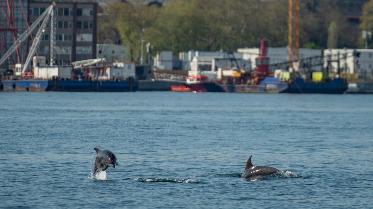 A dolphin swims in the Bosphorus by Galata tower, where sea traffic has nearly come to a halt on April 26, 2020, as the city of 16 million has been under lockdown since April 23rd as part of government measures to stem the spread of the Covid-19 pandemic caused by the novel coronavirus. Yasin AKGUL / AFP