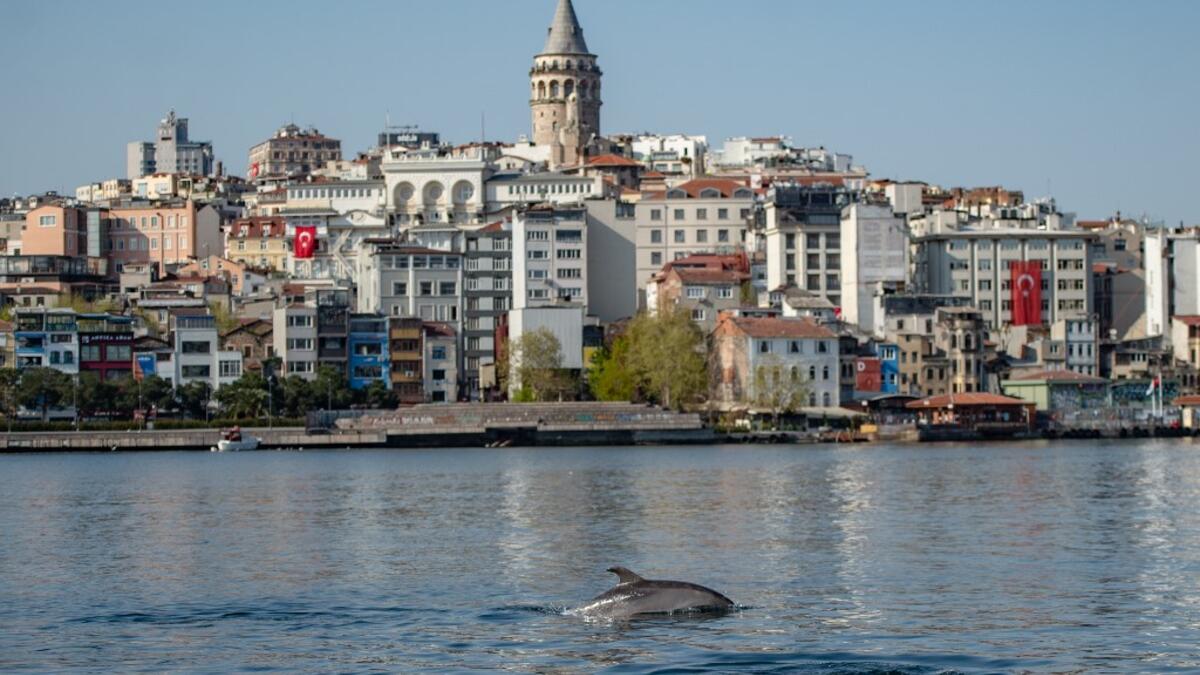 A dolphin swims in the Bosphorus by Galata tower, where sea traffic has nearly come to a halt on April 26, 2020, as the city of 16 million has been under lockdown since April 23rd as part of government measures to stem the spread of the Covid-19 pandemic caused by the novel coronavirus. Yasin AKGUL / AFP