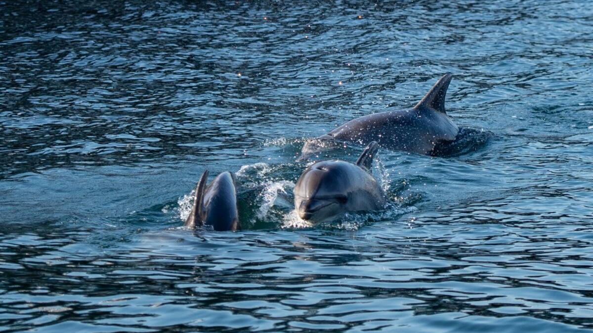In the waters of the Bosphorus, dolphins are these days swimming near the shoreline in Turkey's largest city Istanbul with lower local maritime traffic and a ban on fishing. . Yasin AKGUL / AFP