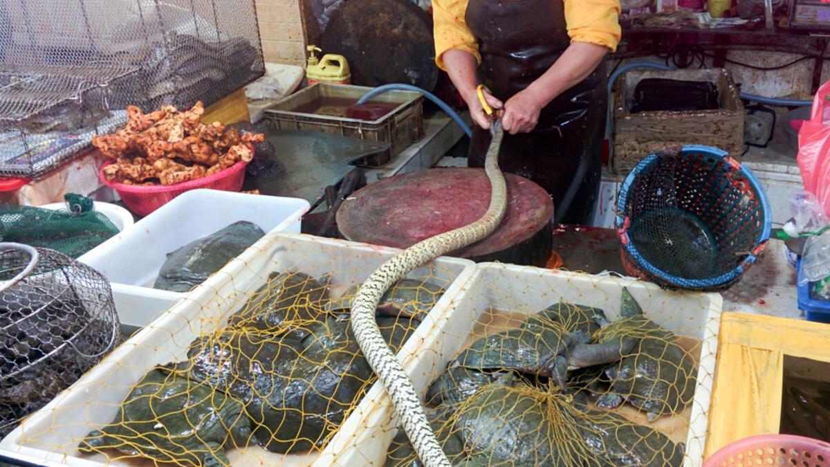 China bans wildlife meat, after it was linked to the virus beside cats and dogs. (Shutterstock/ File Photo)