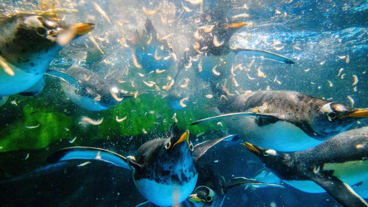Save for an absence of gawping crowds, life for the penguins of Hong Kong's Ocean Park has been much the same during the coronavirus pandemic -- but their carers have worked long shifts to keep the monochrome troupe healthy. Anthony WALLACE / AFP