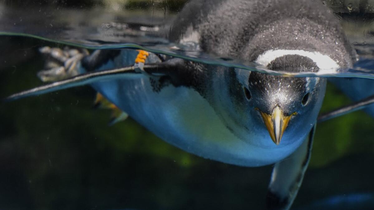 This picture taken on May 4, 2020 shows a gentoo penguin swimming in an enclosure at the Ocean Park theme park, which is currently closed due to the COVID-19 novel coronavirus, in Hong Kong. Save for an absence of gawping crowds, life for the penguins of Hong Kong's Ocean Park has been much the same during the coronavirus pandemic -- but their carers have worked long shifts to keep the monochrome troupe healthy. Richard A. Brooks / AFP