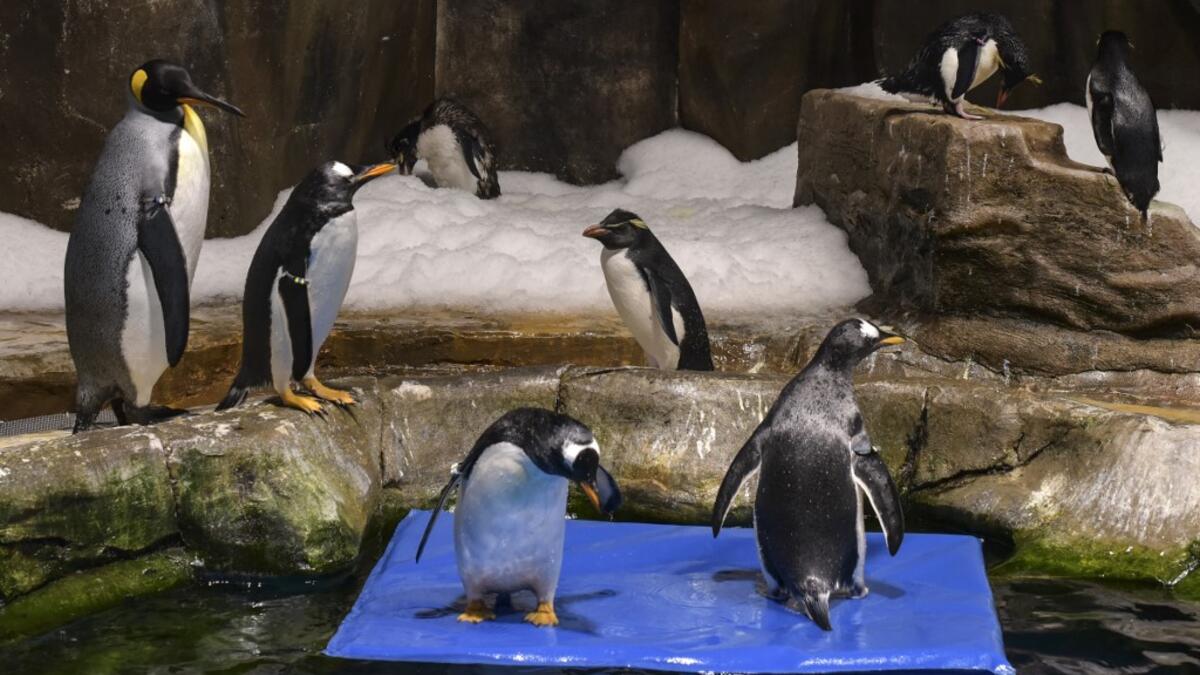 This picture taken on May 4, 2020 shows penguins in their enclosure at the Ocean Park theme park, which is currently closed due to the COVID-19 novel coronavirus, in Hong Kong. Save for an absence of gawping crowds, life for the penguins of Hong Kong's Ocean Park has been much the same during the coronavirus pandemic -- but their carers have worked long shifts to keep the monochrome troupe healthy. Richard A. Brooks / AFP