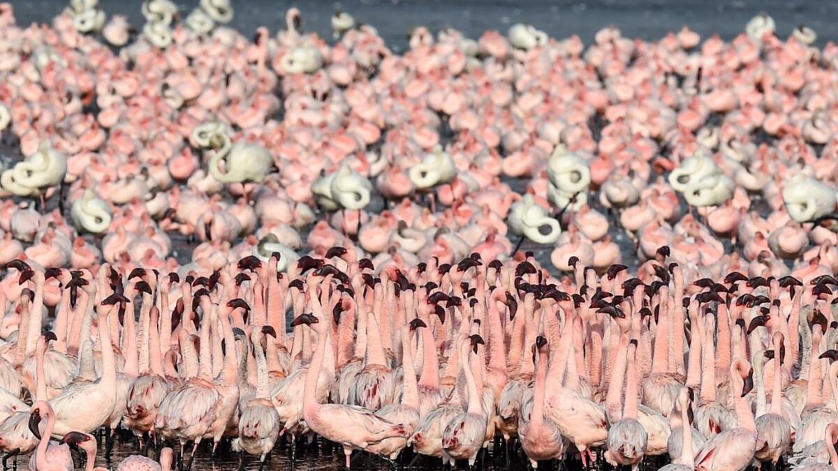 Flocks of flamingos stand in a pond in Navi Mumbai on May 14, 2020. Punit PARANJPE / AFP