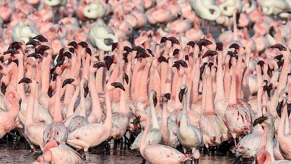 Flocks of flamingos stand in a pond in Navi Mumbai on May 14, 2020. Punit PARANJPE / AFP