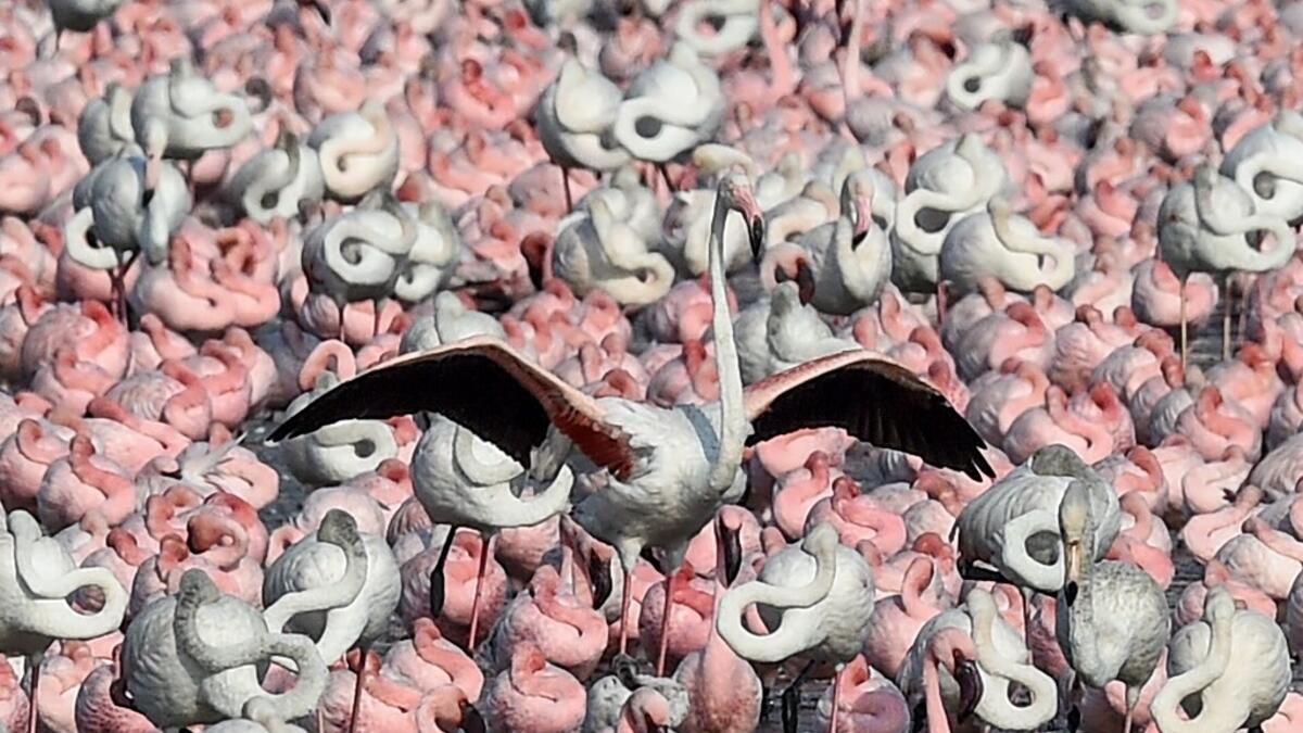 A flamingo spreads his wings among flocks of others standing in a pond in Navi Mumbai on May 14, 2020. Punit PARANJPE / AFP