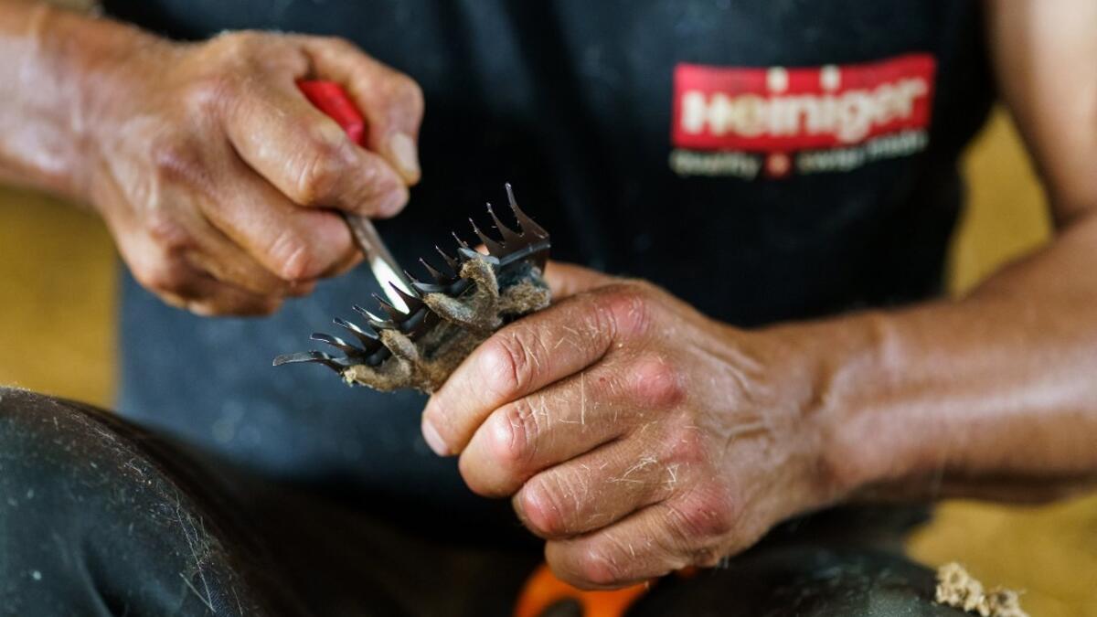 A Uruguayan sheep shearer changes his blade as he works at a cattle farm in Villabraz in the province of Leon in northern Spain on May 15, 2020. Some 258 Uruguayan shearers arrived in Spain on a plane from Montevideo this week to participate in a campaign in different parts of Spain. They underwent check-ups for the novel coronavirus before leaving Uruguay and before starting work in Spain where they will stay until July 20. CESAR MANSO / AFP