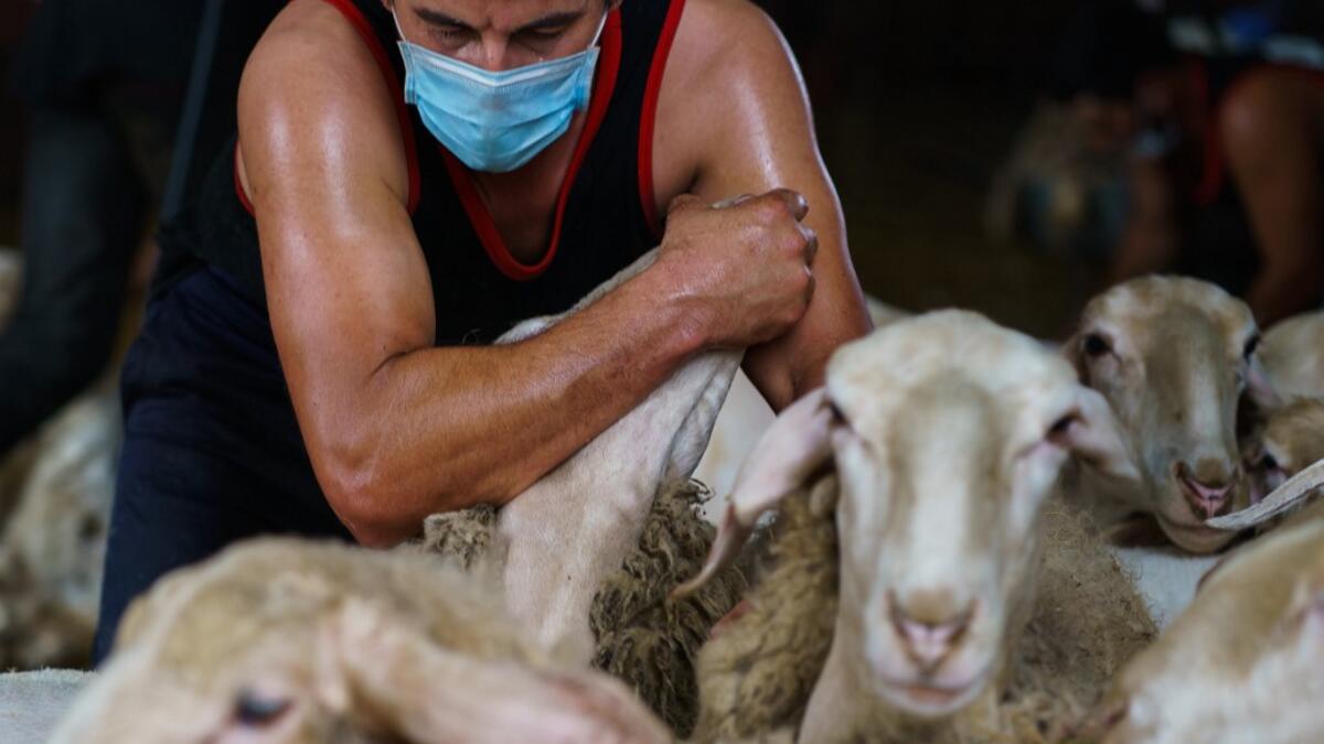 A Uruguayan sheep shearer works at a cattle farm in Villabraz in the province of Leon in northern Spain on May 15, 2020. Some 258 Uruguayan shearers arrived in Spain on a plane from Montevideo this week to participate in a campaign in different parts of Spain. They underwent check-ups for the novel coronavirus before leaving Uruguay and before starting work in Spain where they will stay until July 20. CESAR MANSO / AFP