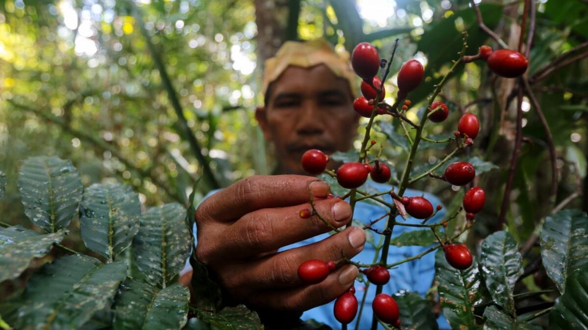 Satere-Mawe indigenous leader Valdiney Satere, 43, collects caferana, a native plant of the Amazon rainforest used as medicinal herb, to treat people showing symptoms of the novel coronavirus COVID-19 in their community Wakiru, in Taruma neighbourhood, a rural area west of Manaus, Amazonas State, Brazil, on May 17, 2020. Ricardo OLIVEIRA / AFP
